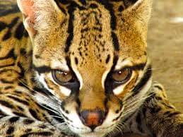 Hallan tigrillo lanudo atropellado en la vía Las Palmas