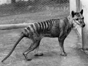 Otras especies extintas en el 2012: Compartir y hacer Likes no hace que los animales se salven.
