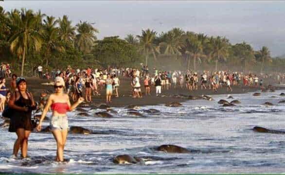 La Era de los Idiotas: Bearselfies y Tortuselfies asechan el ecosistema natural.