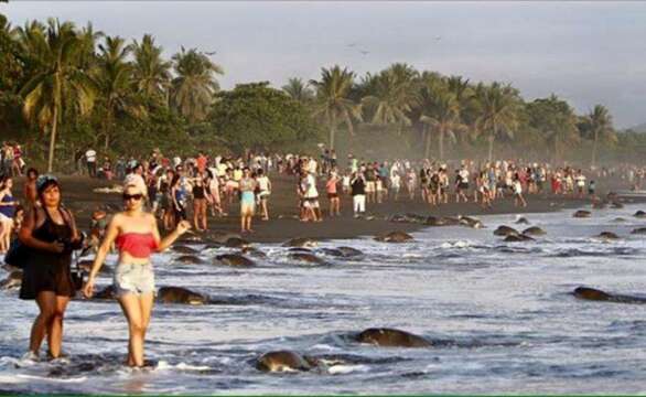 La Era de los Idiotas: Bearselfies y Tortuselfies asechan el ecosistema natural.