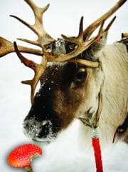 Los animales que consumen drogas psicoactivas