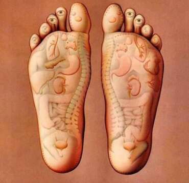 Curiosidades de nuestra anatomía