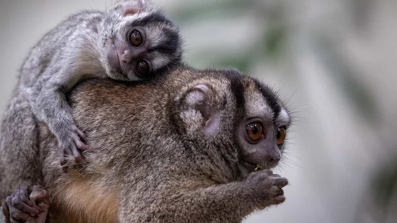 Mico de noche categorizado como especie en peligro