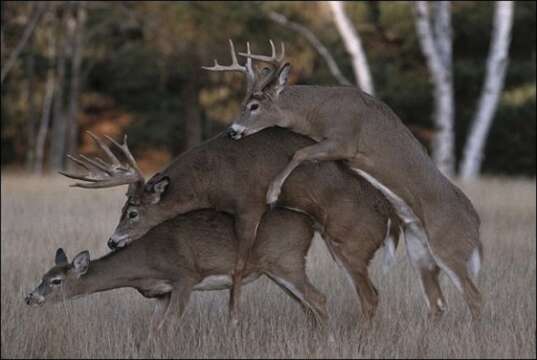 5 costumbres sexuales de los animales… no tan distintas a las nuestras