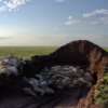 Planeta: 120.000 antílopes Saiga mueren misteriosamente en Kazajistán