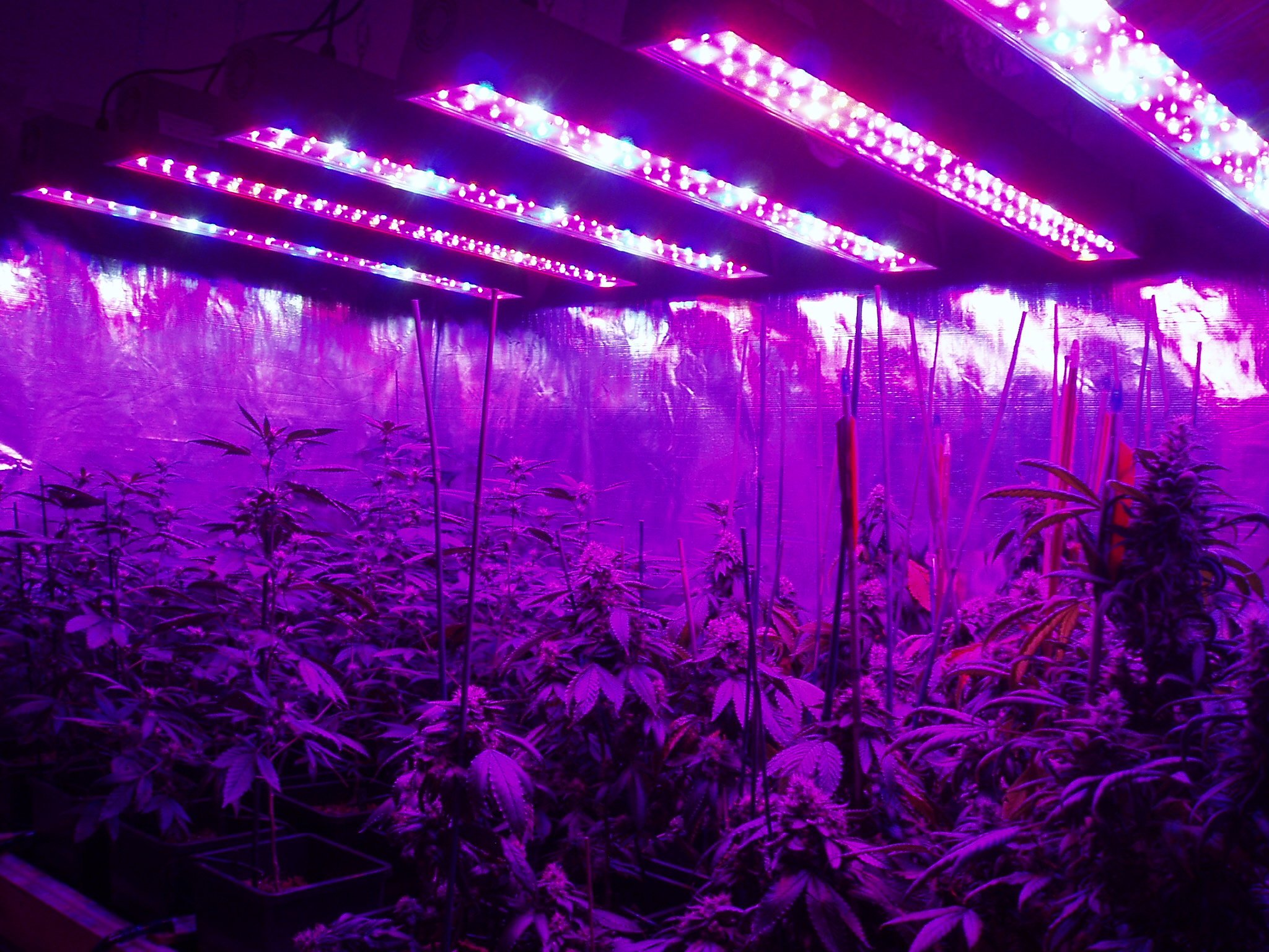 Legalizar la marihuana la haría un cultivo sustentable