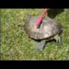 Humor: The techno turtle