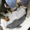 Rescatan a una cría de delfín con vida 12 días después del tsunami