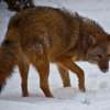 Coyolobo: Humanos crean nuevo predador mitad Lobo y mitad Coyote