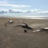 Decenas de Ballenas varadas muertas en Islandia