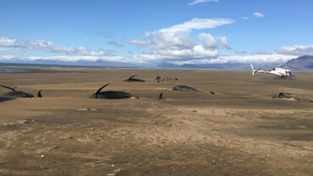 Decenas de Ballenas varadas muertas en Islandia