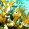Virus proveniente de heces humanas està matando corales masivamente en la Florida