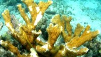 Virus proveniente de heces humanas està matando corales masivamente en la Florida