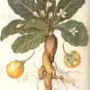 La manzana de Adán y Eva nunca existió: Fué una planta mágica llamada Mandrágora con efectos psicodélicos.