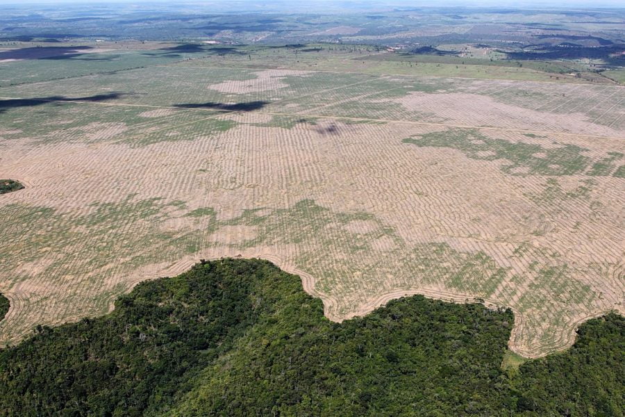 ¿Por qué los bosques estás desapareciendo en Amazonas y Africa solo están creciendo en los países ricos?
