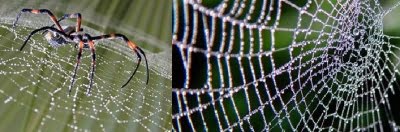 Científicos inventan a partir de la seda de araña, piel humana a prueba de balas. La medicina aprovechará el invento