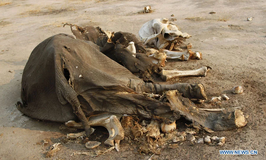 HORROR: 54.000 euros mataron al Elefante más grande de Zimbaue, 40 envenenados