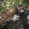 Olonguito: Conozca al nuevo mamífero que el Smithsonian descubrió en los Andes de Colombia y Ecuador