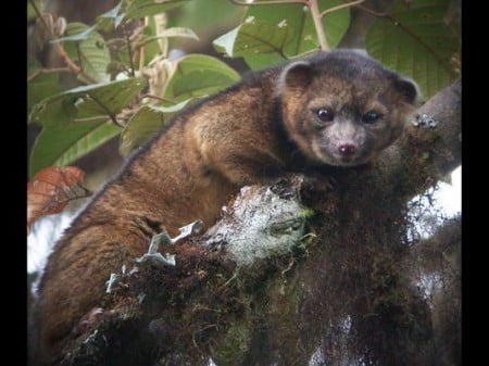 Olonguito: Conozca al nuevo mamífero que el Smithsonian descubrió en los Andes de Colombia y Ecuador