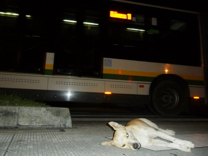 Muere un perro que mato un conductor de Metroplus en Medellín, Denuncia ¡¡