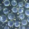 Nanomotores en células ! ( Ver Video )