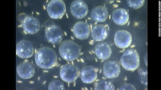 Nanomotores en células ! ( Ver Video )