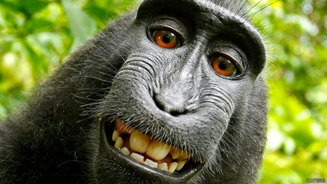 Con la edad los macacos se aíslan socialmente, como los humanos