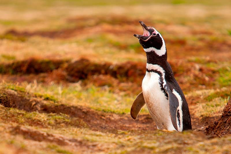Denuncian matanza masiva de pingüinos en Argentina