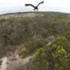 Video: Mira un AGUILA "Bajarse" un Drone