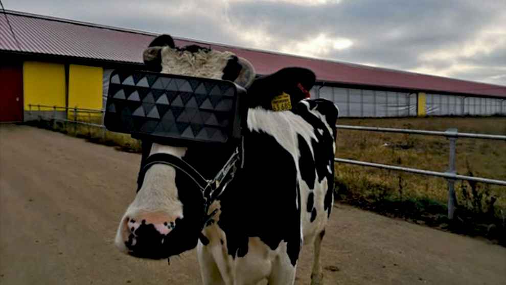 FUTUROS ARTIFICIALES: Las vacas y otros animales usarán realidad virtual para producir más.