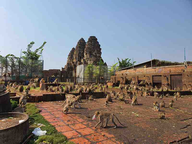 Como no hay turistas cientos de monos han salido en busca de comida en Lopburi, Tailandia