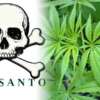 Monsanto pretende cultivar en Uruguay marihuana genéticamente modificada