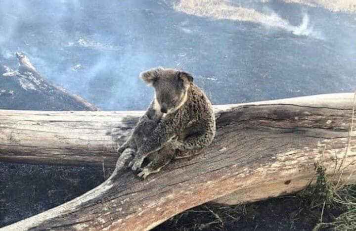 Cerca de 480 millones de animales han muerto por los incendios en Australia