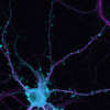 Lo sabías? Diariamente nacen 1.400 nuevas neuronas en el cerebro hasta que vamos enjeveciendo