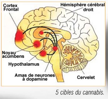 Documental. Efectos del cannabis en el cerebro