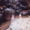 Ilegal: Bebé Chimpancé llora cada vez que un Humano se le acerca