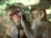 Con la edad los macacos se aíslan socialmente, como los humanos