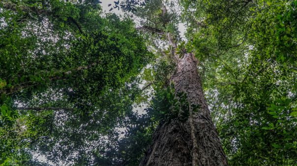 La historia de los científicos que lograron llegar al árbol más alto de la Amazonia