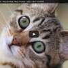 Algo está mal: YouTube acusa a un gato de violar derechos de autor
