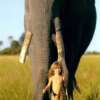 Tippi Benjamine Okanti Degri: La Verdadera Mowgli de la Selva Africana