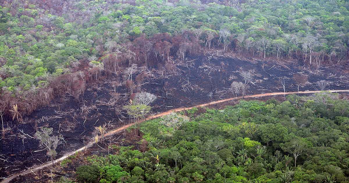 Aumentó drásticamente la tala de árboles en Colombia