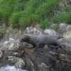 Lobos marinos extraviados en Parque Nacional Gorgona