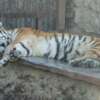 Los residentes de una ciudad ucraniana salvaron el zoo local de una grave hambruna