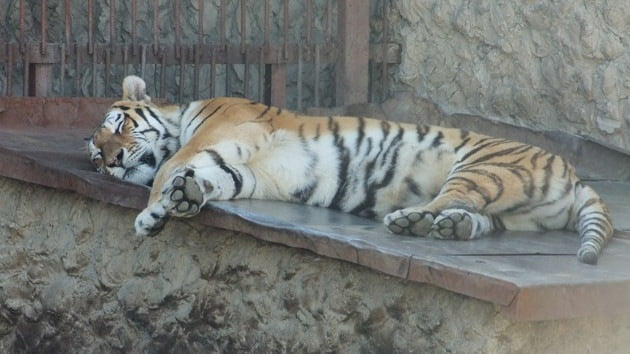 Los residentes de una ciudad ucraniana salvaron el zoo local de una grave hambruna