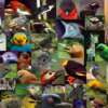 El 90% de las aves de Arauca, Boyacá, Casanare, Meta y Caquetá ya no están allí debido al cultivo de palma.