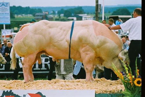 Monstruosas vacas transgénicas ya son una realidad