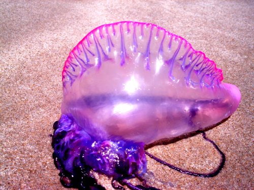Video: ALIENS? Carabela Portuguesa ni medusa ni animal INCREIBLE!