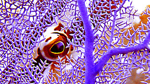 El ojo de un pez se ve a través de un coral Foto William Goodwin-IUCN Photo Library
