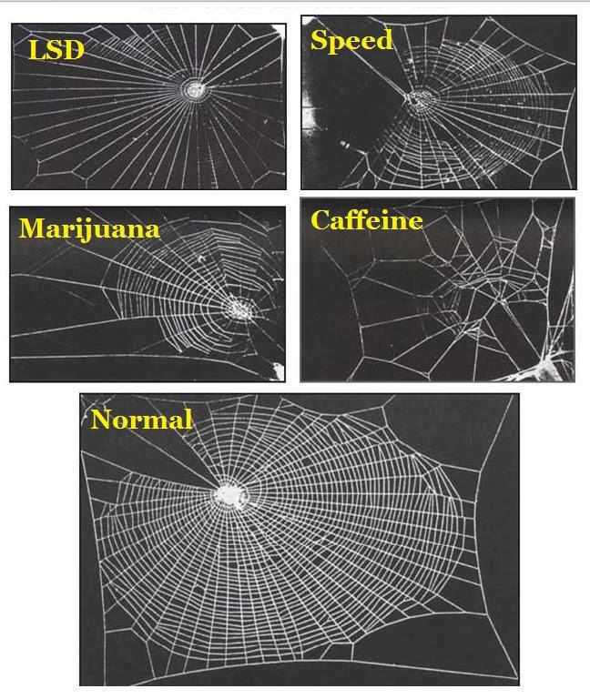 El efecto de las Drogas en las formas de las telarañas de las Arañas