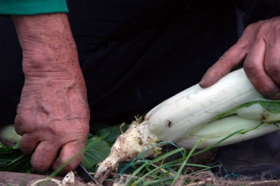 Colombia, el único país donde decrece la agricultura ecológica